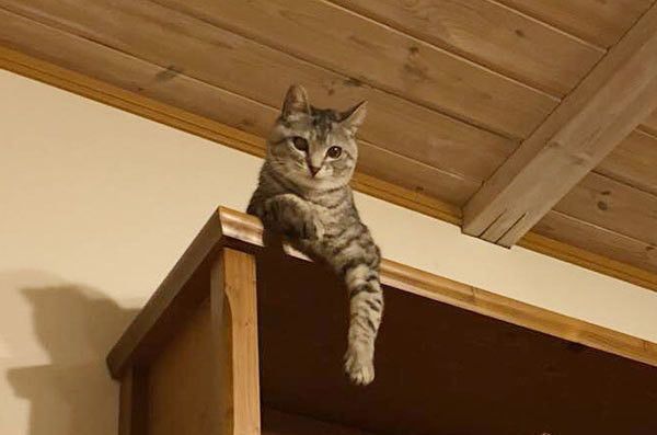 見つめる猫