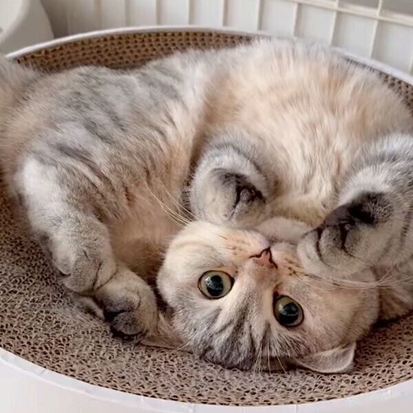 成長したももちゃん