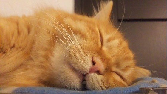 ねこのきもち投稿写真ギャラリー