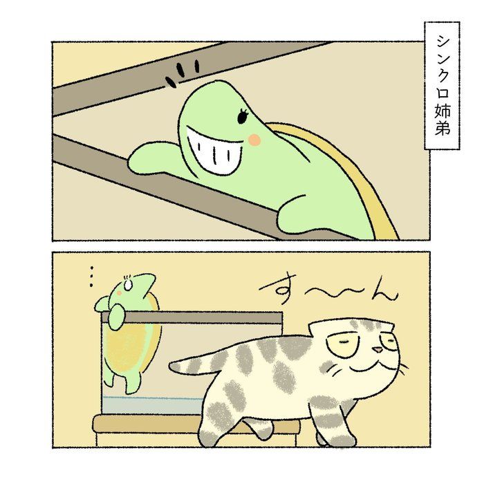 @tacos_cat