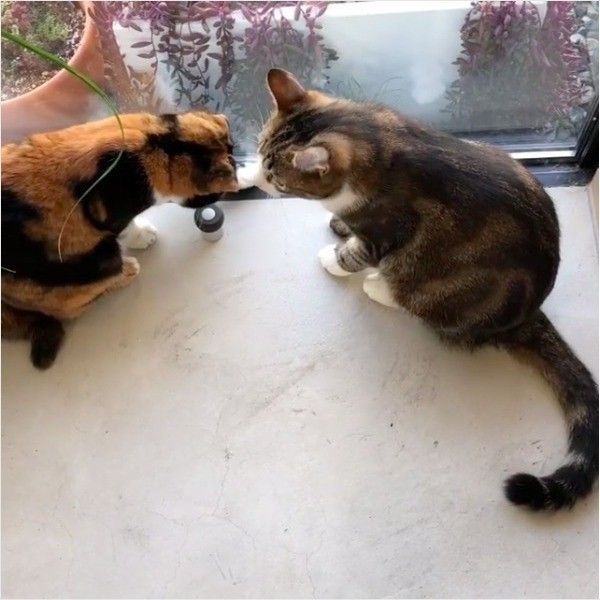 虫退治ニャンズ