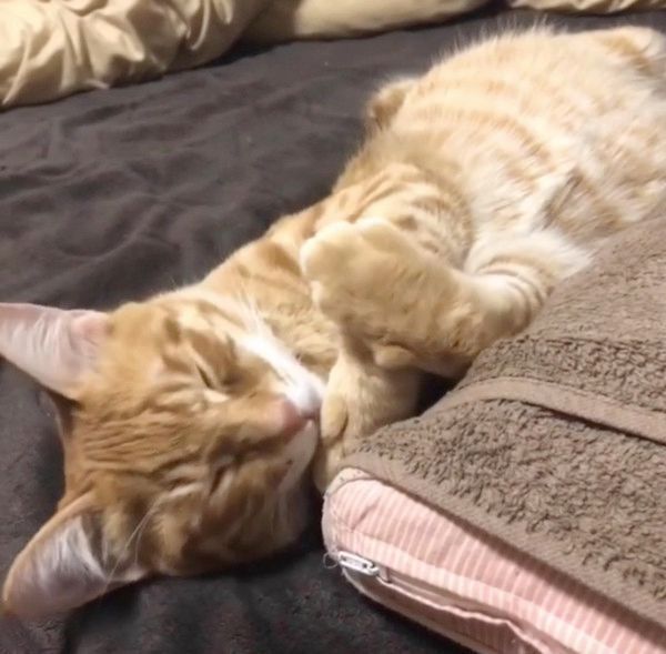 寝起きの猫