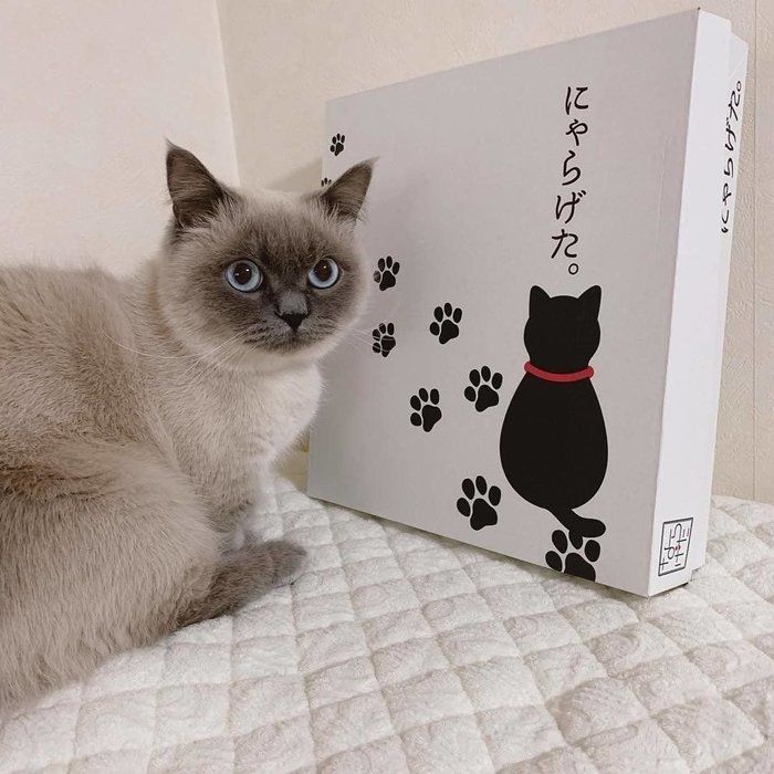 にゃらげたの箱とマンチカン×ペルシャ