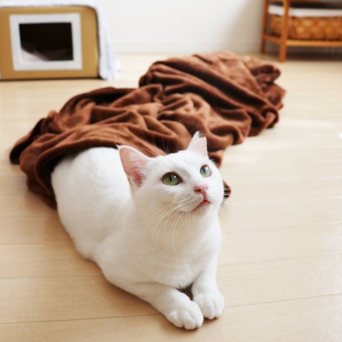 撮影/tomo