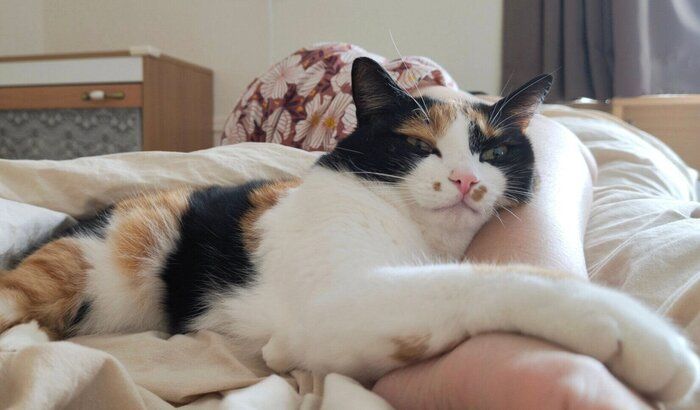 飼い主さんの足を枕にするてぃらのちゃん