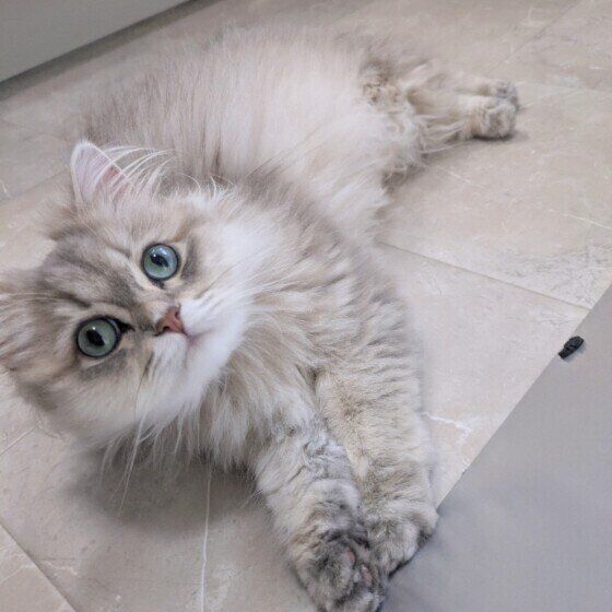 猫ののあちゃん