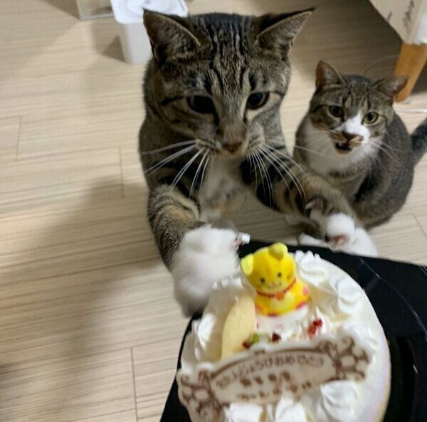 ケーキを見つめるちゃむのすけくんとまるきちくん