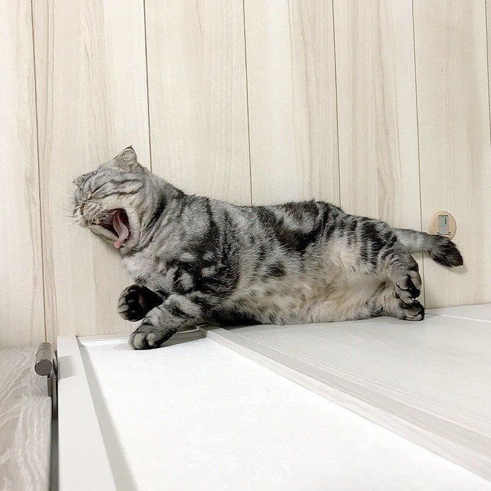 @tacos_cat