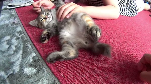 ヘソ天する猫