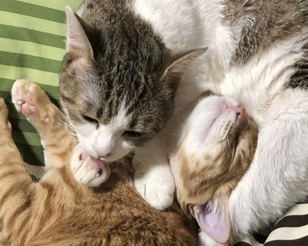 じゃれる猫