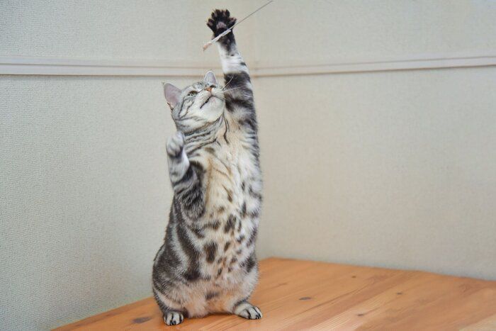 遊んでいる猫
