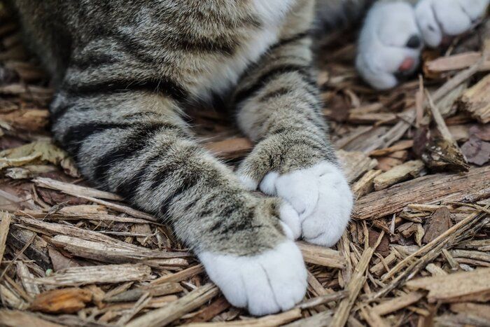 画像/iStock、Getty Images Plus