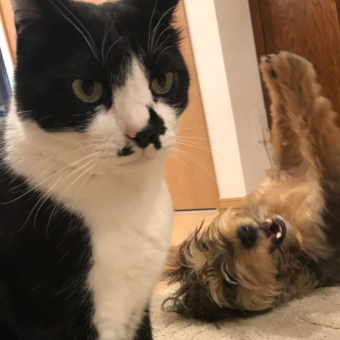 踊る犬と猫