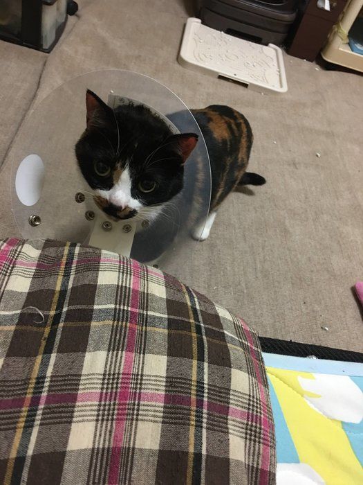 画像/2020年4月号「ねこの病気、そこが知りたい!」