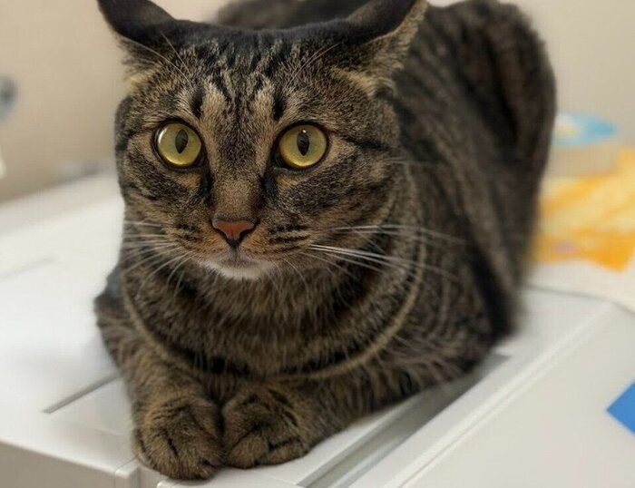 洗顔中の飼い主を見る猫