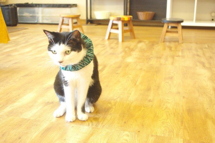 保護猫カフェ「ねこかつ 」の猫店長クリオ