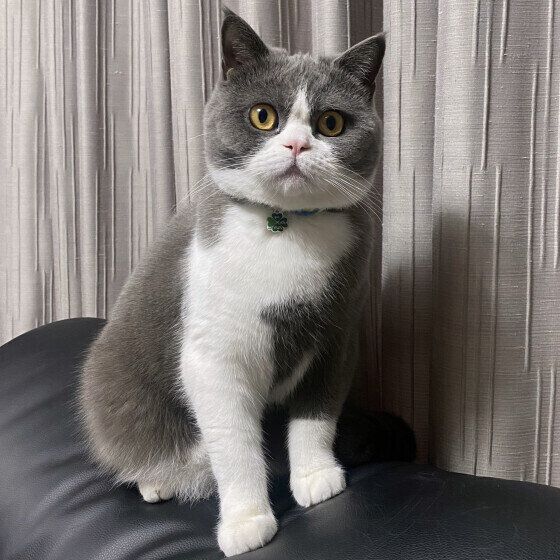 背もたれに座るブリティッシュショートヘア