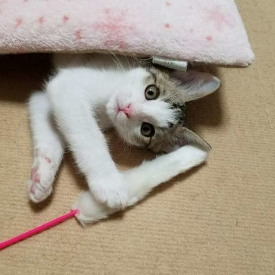 おもちゃで遊ぶ子猫
