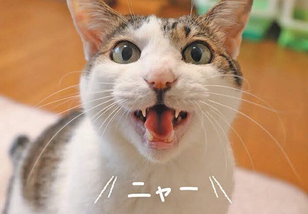 鳴く猫