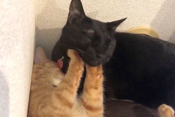 ものすごい体勢で眠るあめちゃんとそらちゃん