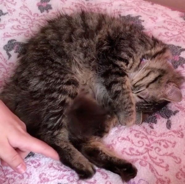 眠る猫