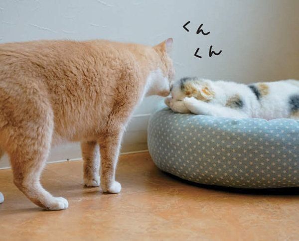 ぬいぐるみのニオイを嗅ぐ猫