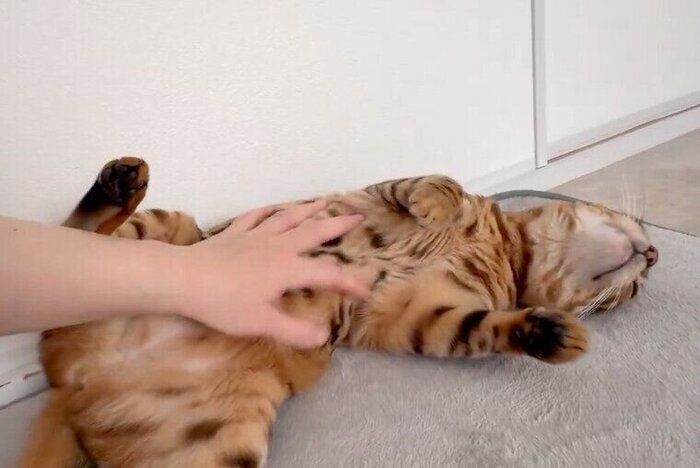 ヘソ天でゴロゴロするリンちゃん