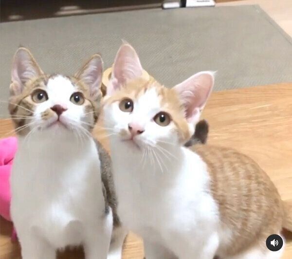 見つめる椋くんと櫁くん