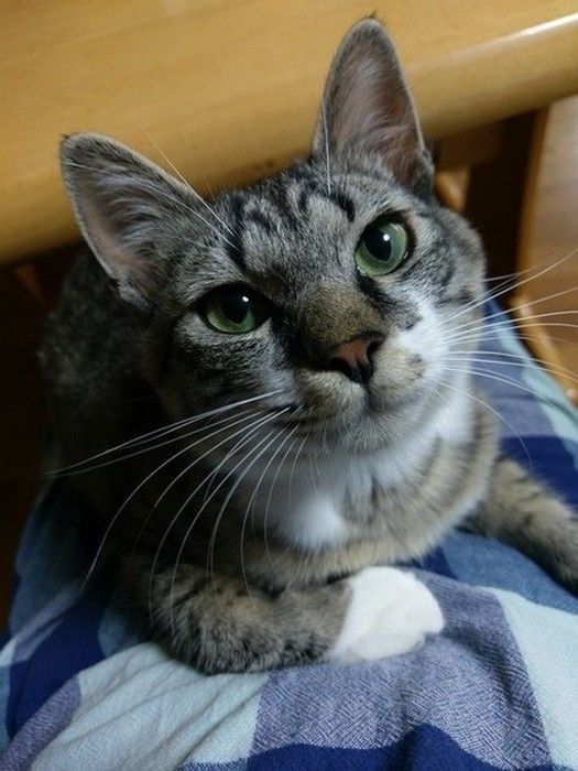 上目づかいのMIXキジトラ