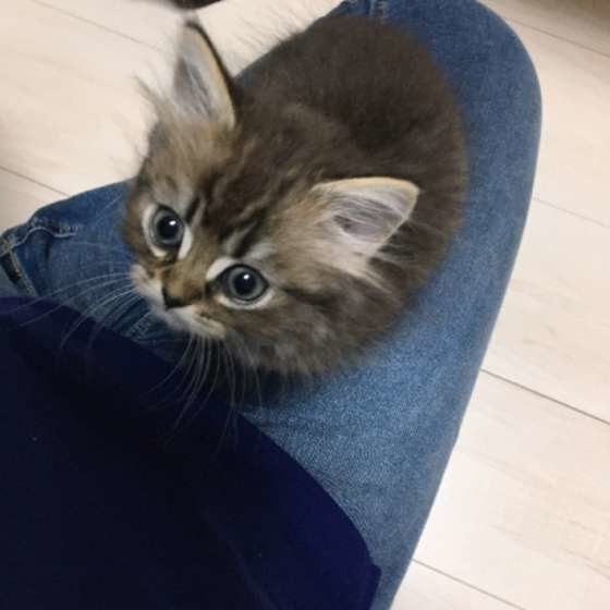 ねこ のる
