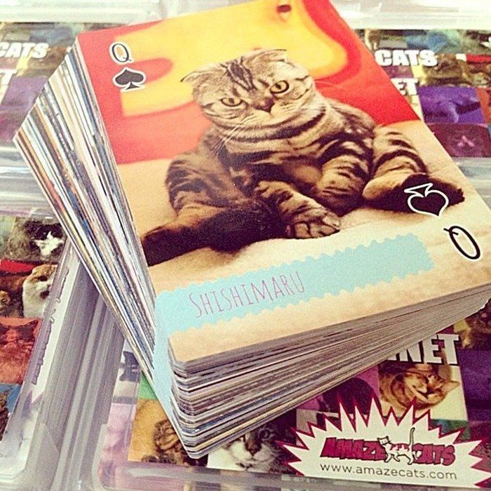 @tacos_cat