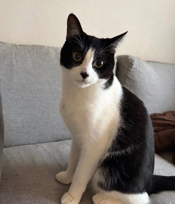 飼い主を見つめる猫