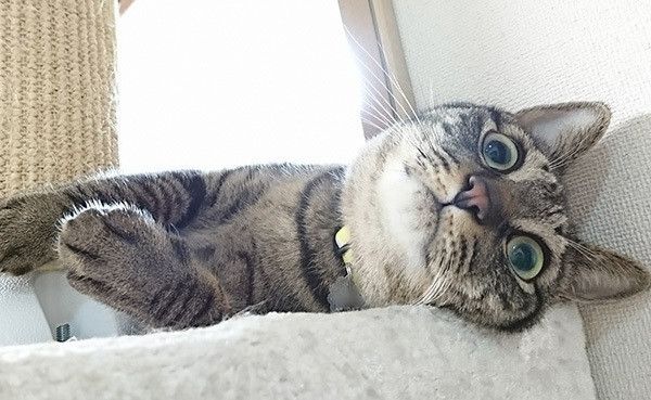 見つめる猫