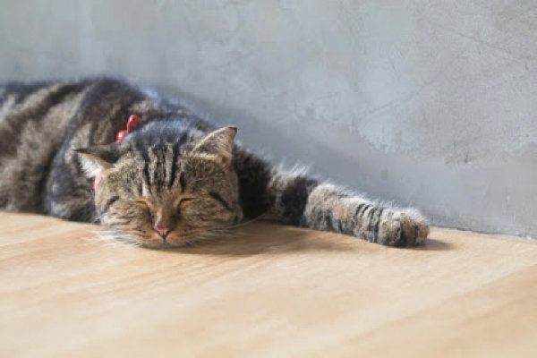 眠る猫