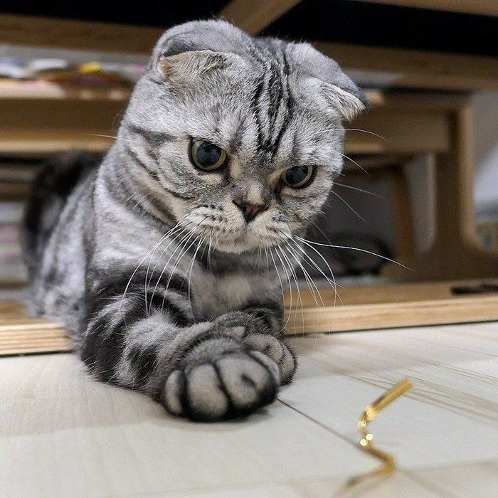 @tacos_cat