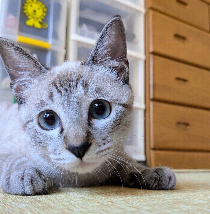 地元の名産品である「桃」から、「モモちゃん」と名付けられました（撮影時、生後推定4カ月）。