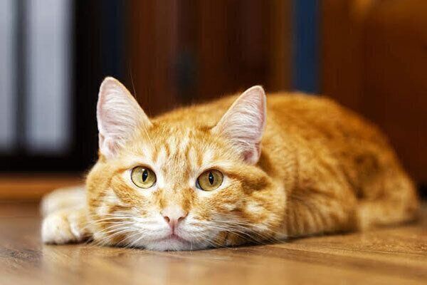 見つめる猫