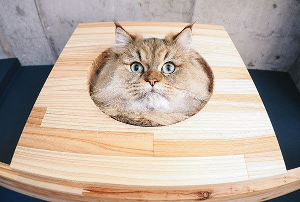 見つめる猫