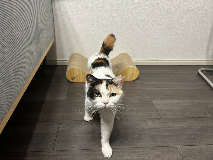 飼い主を見上げる猫