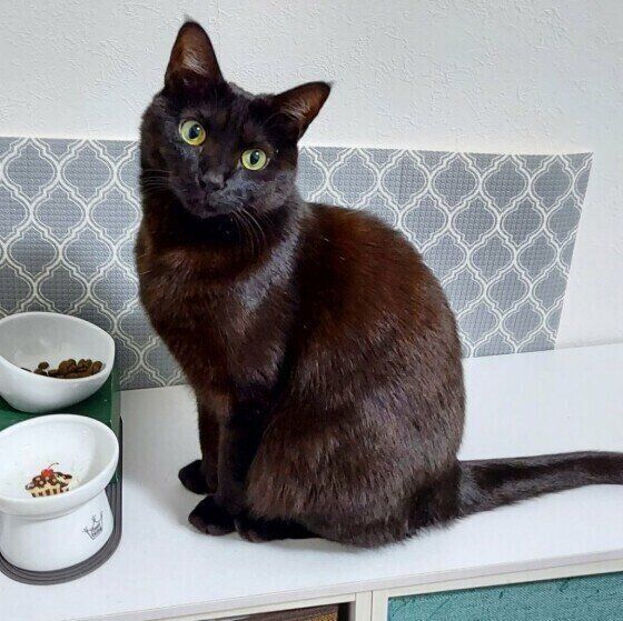 見つめる猫