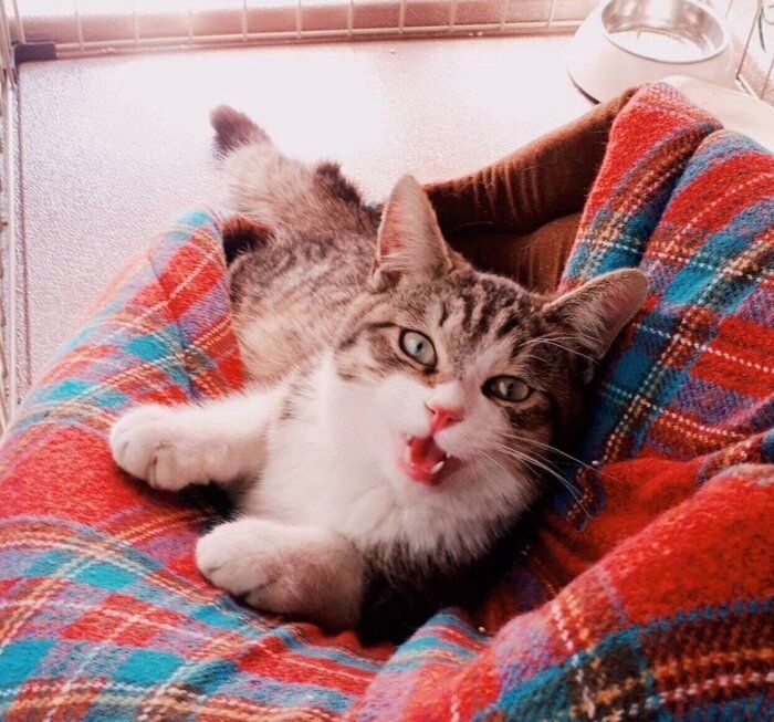 家の前に野良猫 家の玄関前に現れた野良猫と家族に→8才の現在、家族の中心にいて