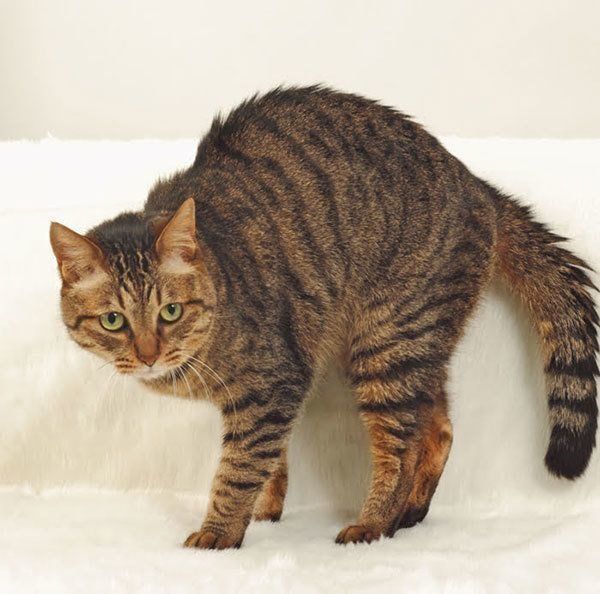 寝起きの猫