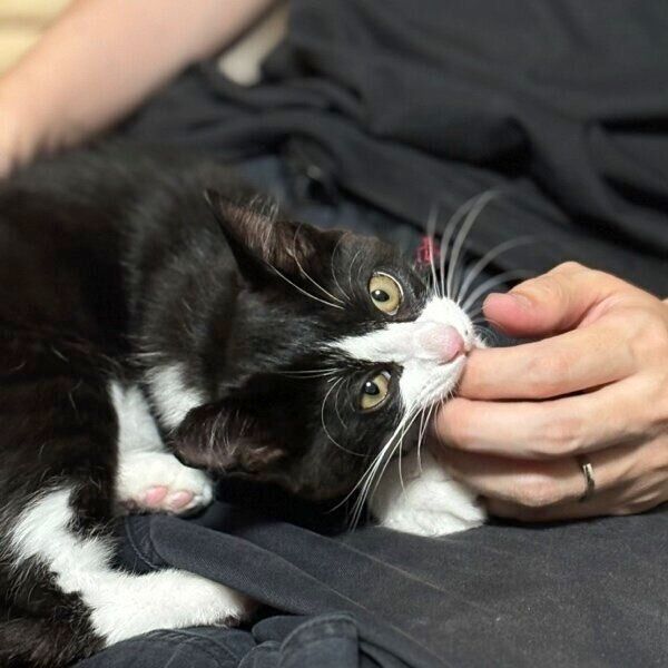 お迎え当時のテトちゃん