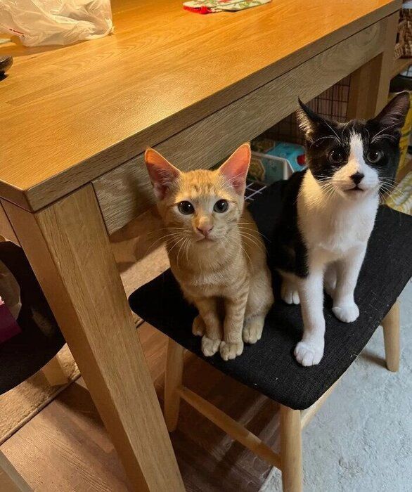 生後3カ月の2匹の子猫