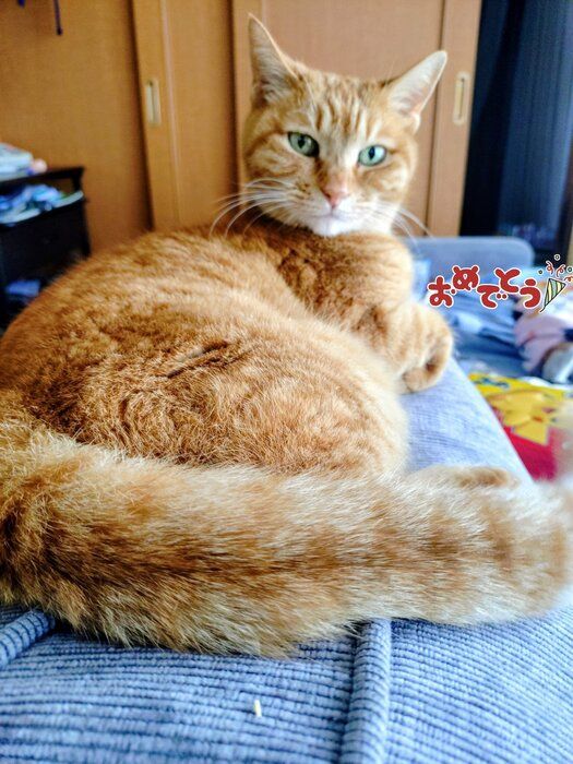 14才の猫