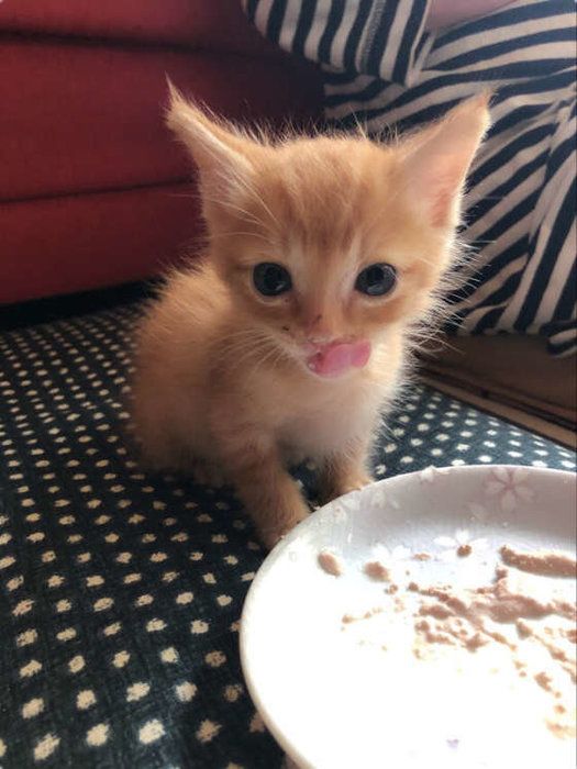 離乳食をはじめて食べる猫