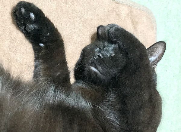 眠る猫