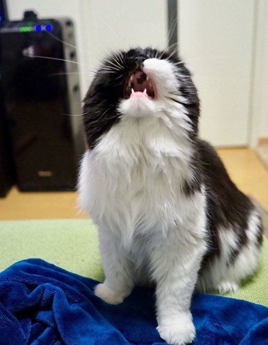 すこんぶちゃん