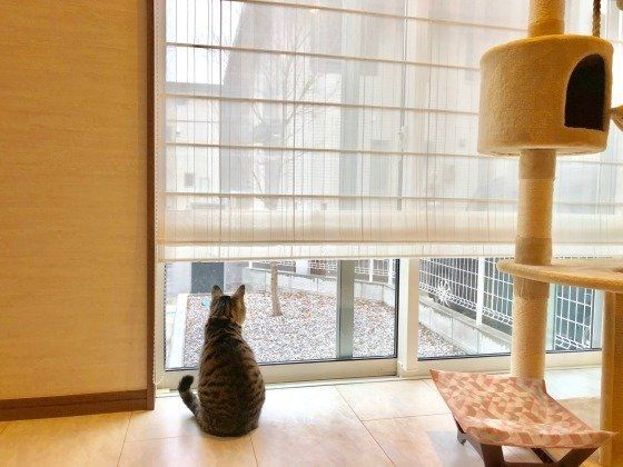 雪を眺めるアメリカンショートヘア