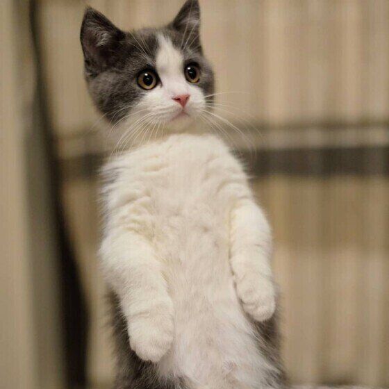 猫やめたの!? 「ミーアキャット」化した猫たちがかわいすぎる♡｜ね